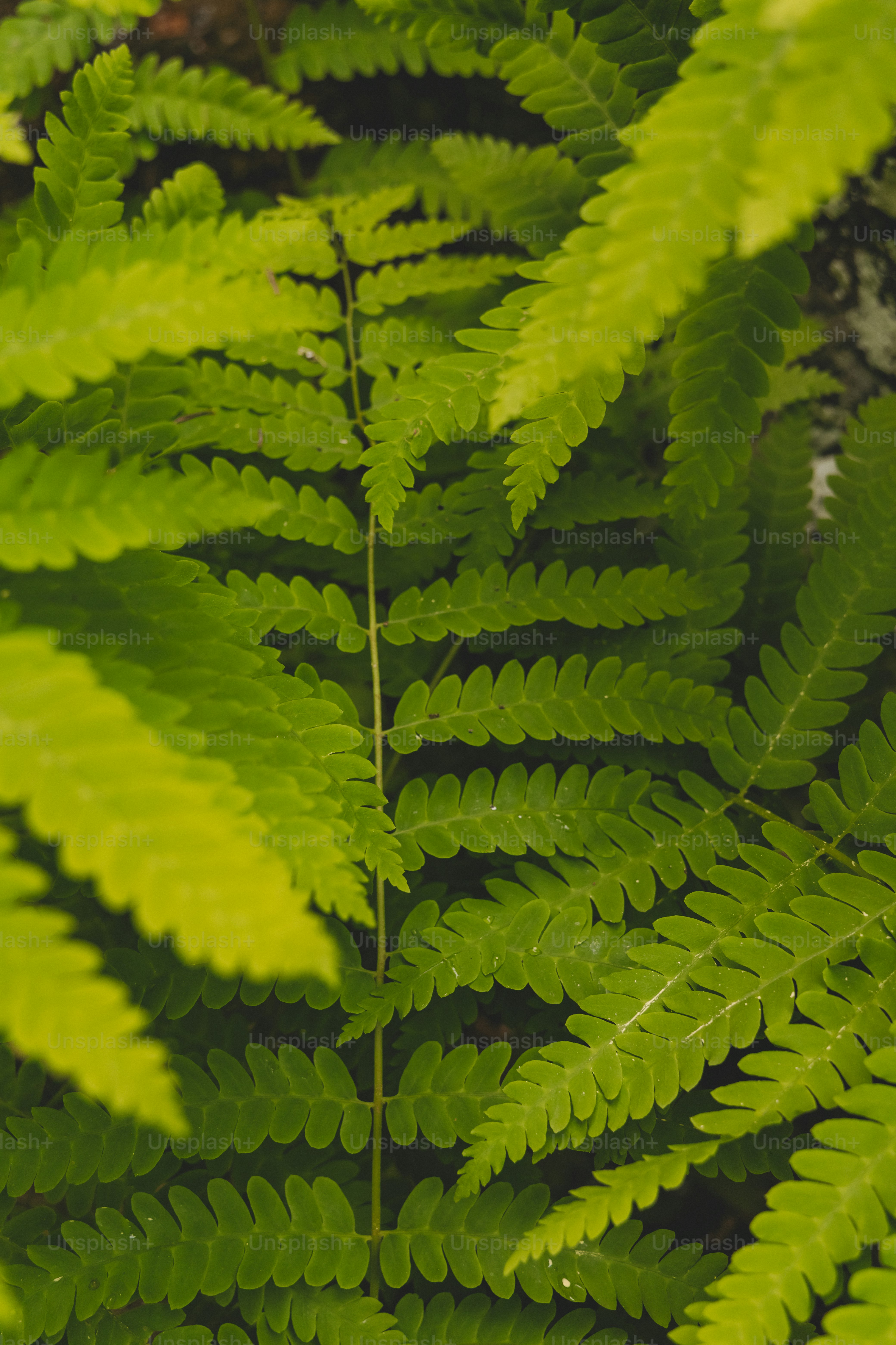um close up de uma planta verde com muitas folhas