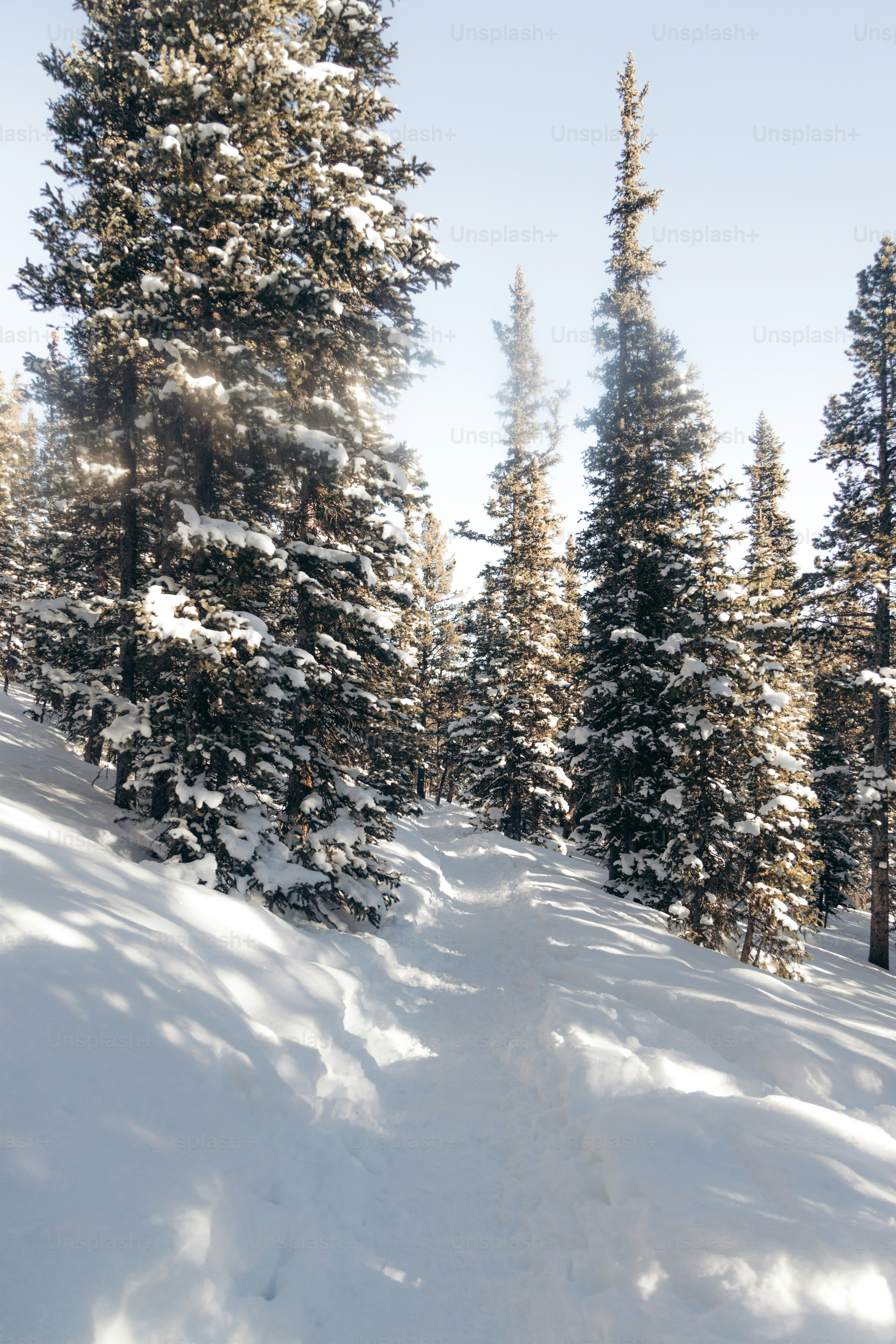 A person riding skis down a snow covered slope photo – Pines Image on ...