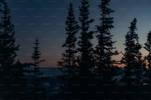 Blick auf einen Sonnenuntergang durch einige Bäume