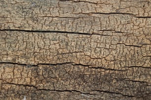 a close up view of the bark of an elephant's trunk