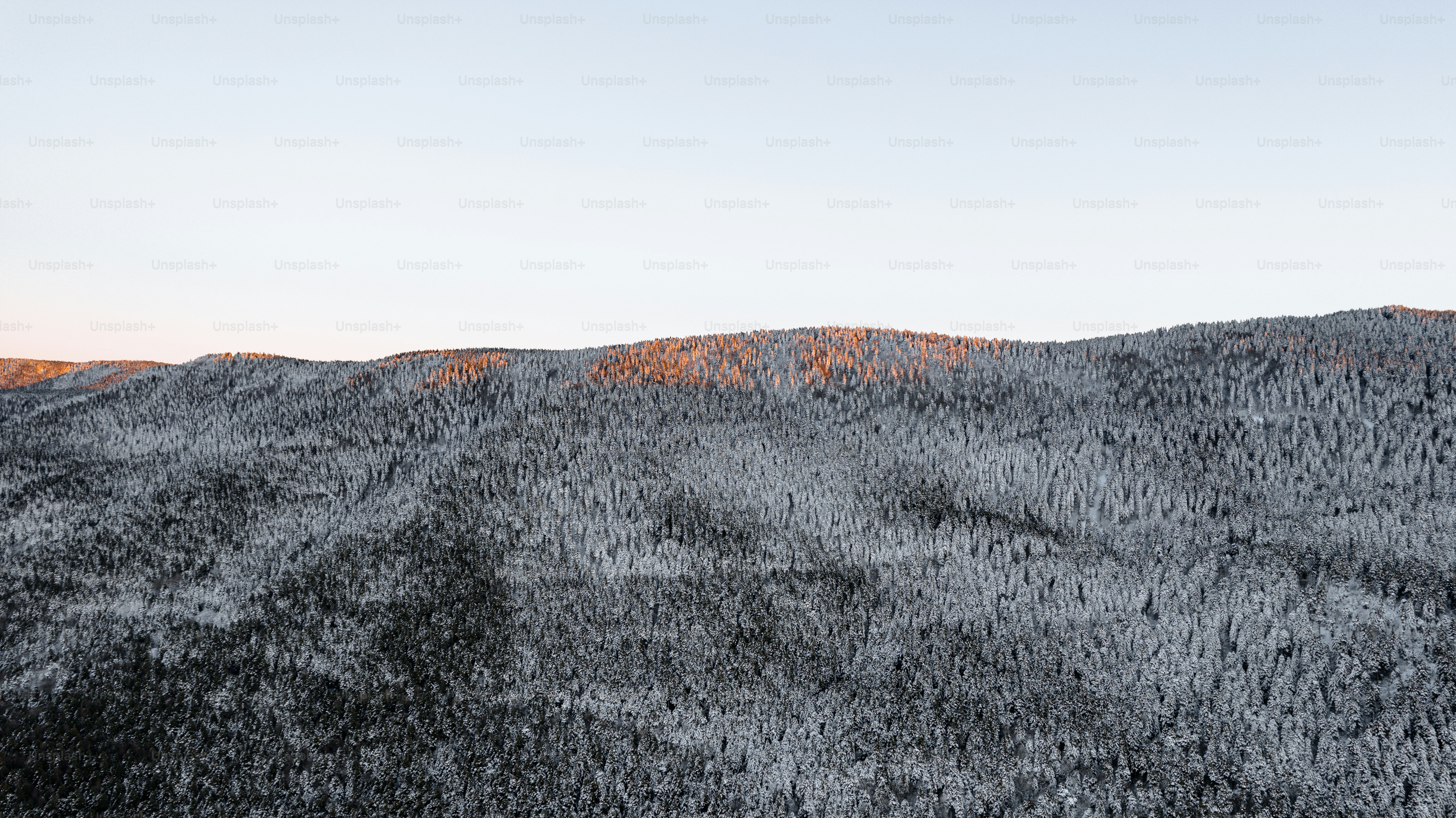 전경에 나무가있는 산 정상의 전망