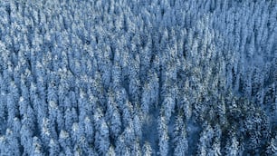 un grand groupe d’arbres couverts de neige