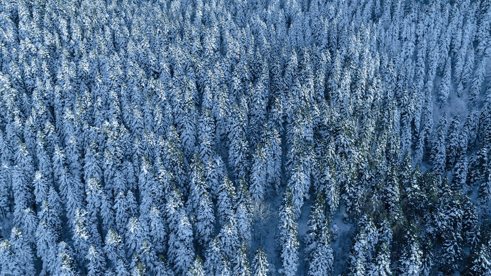 un grande gruppo di alberi coperti di neve