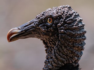 a close up of a black bird with a long beak