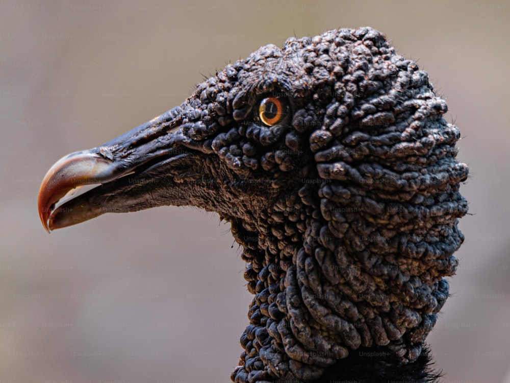 a close up of a black bird with a long beak
