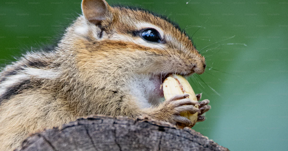 A chipper eating a banana on a tree stump photo – Rodent Image on Unsplash