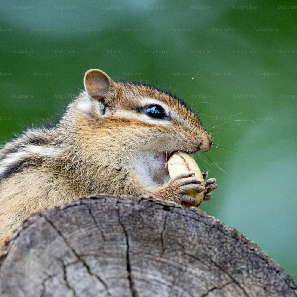 a chipper eating a banana on a tree stump