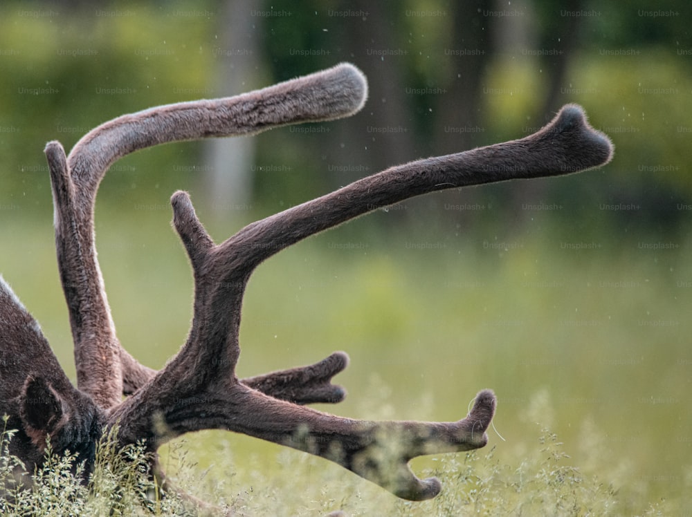 a close up of a deer's antlers in a field