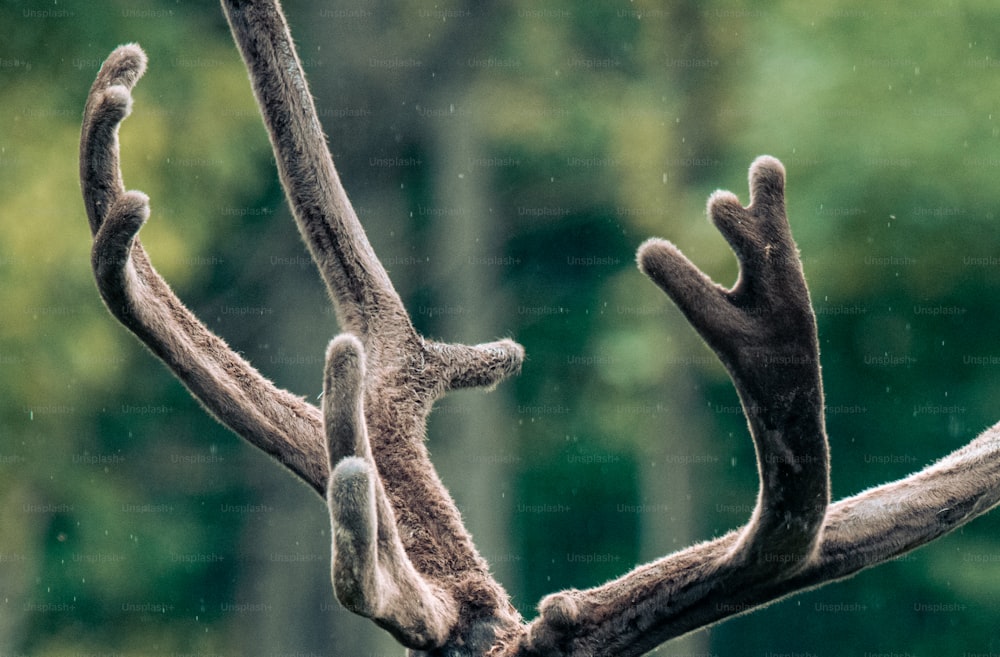 a close up of a deer's antlers with trees in the background
