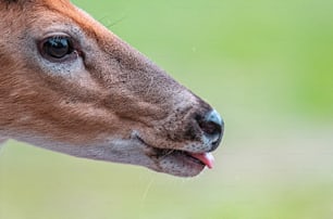 a close up of a deer's face with a blurry background