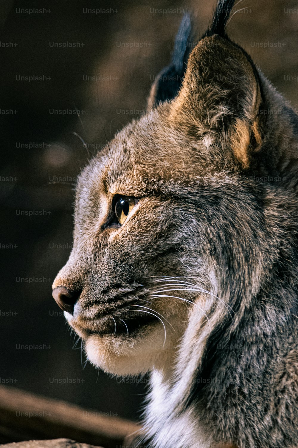 a close up of a cat with a blurry background