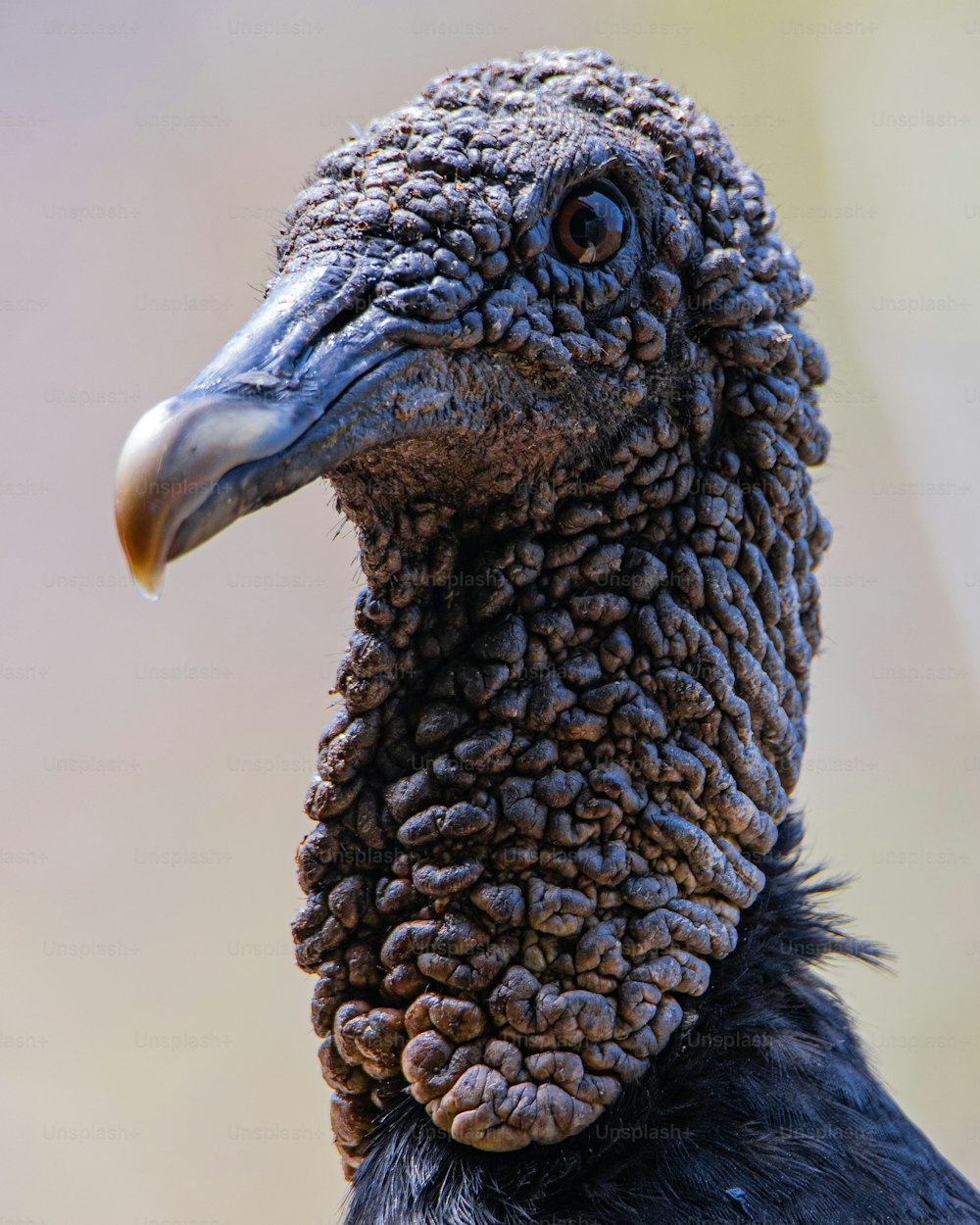 a close up of a bird with a very large beak