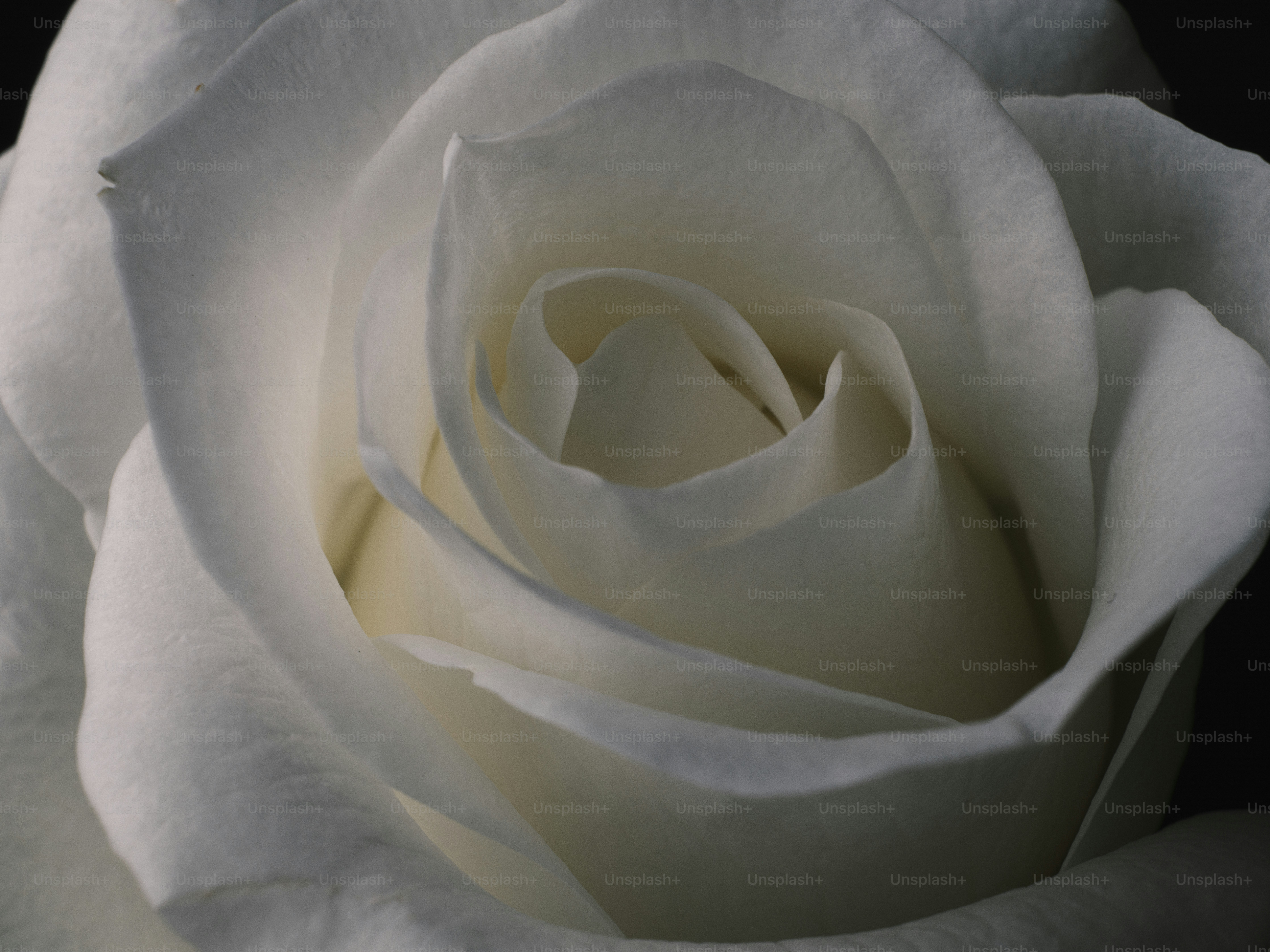 A close up of a white rose with a black background photo Close up