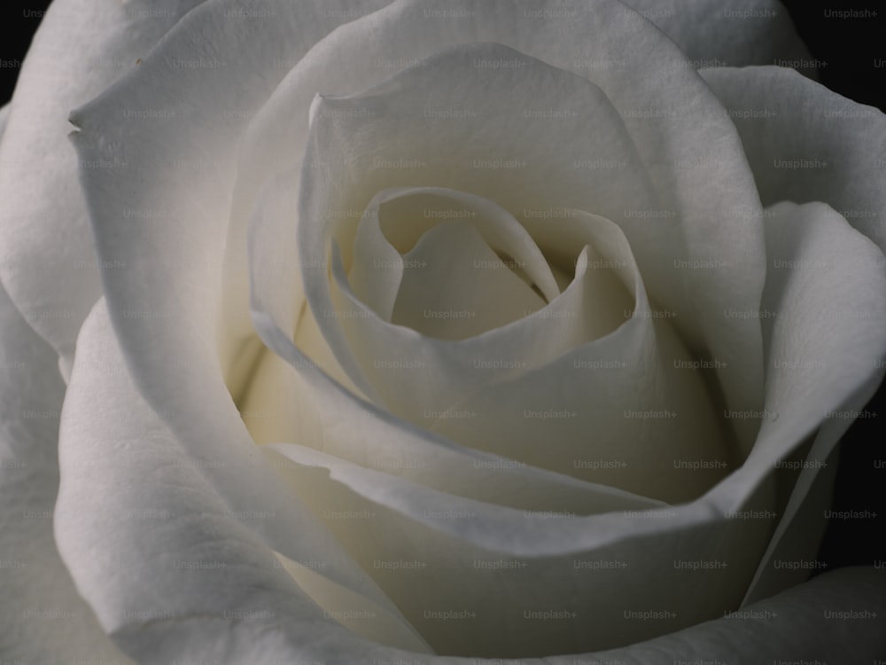 a close up of a white rose with a black background