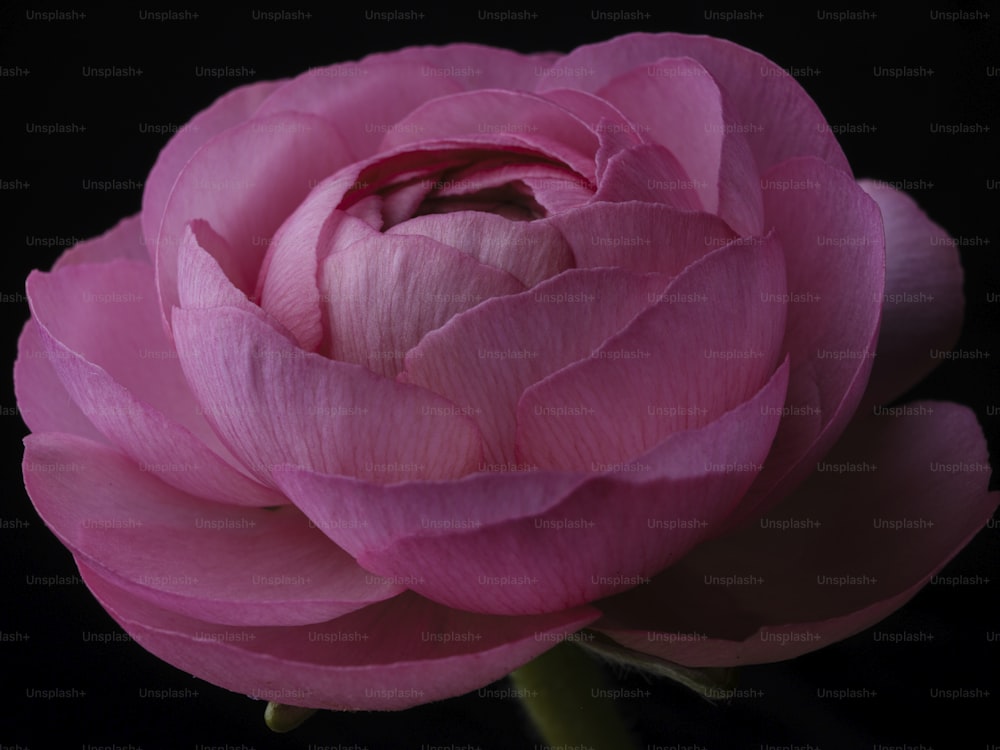 a pink flower with a black background