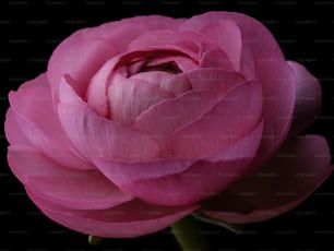 a pink flower with a black background