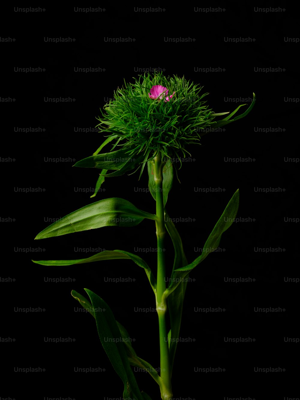a pink flower on top of a green stem