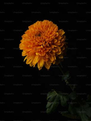 a yellow flower with a dark background