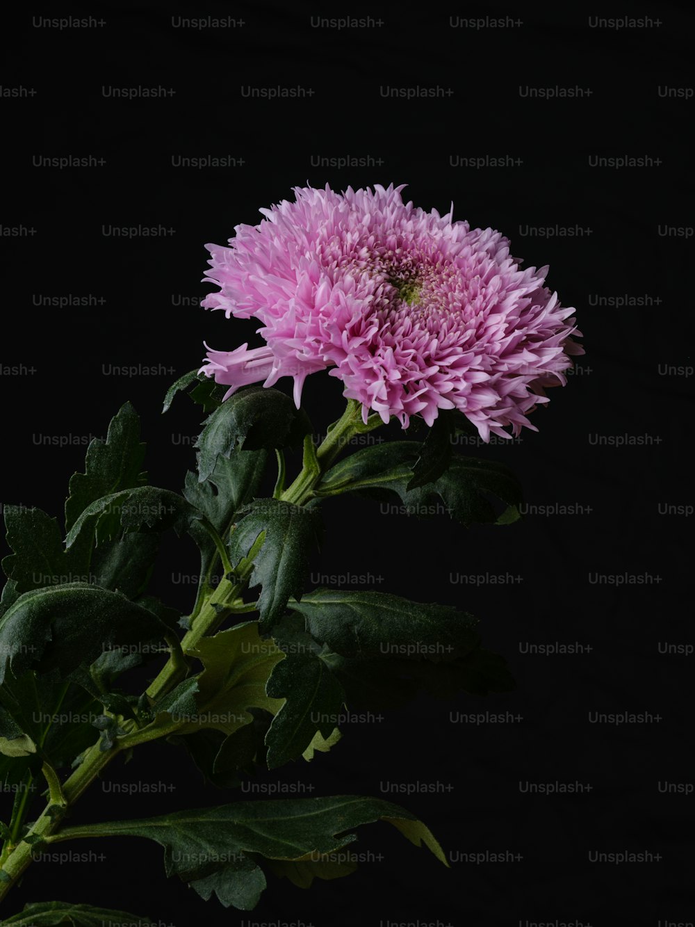 a pink flower with green leaves on a black background