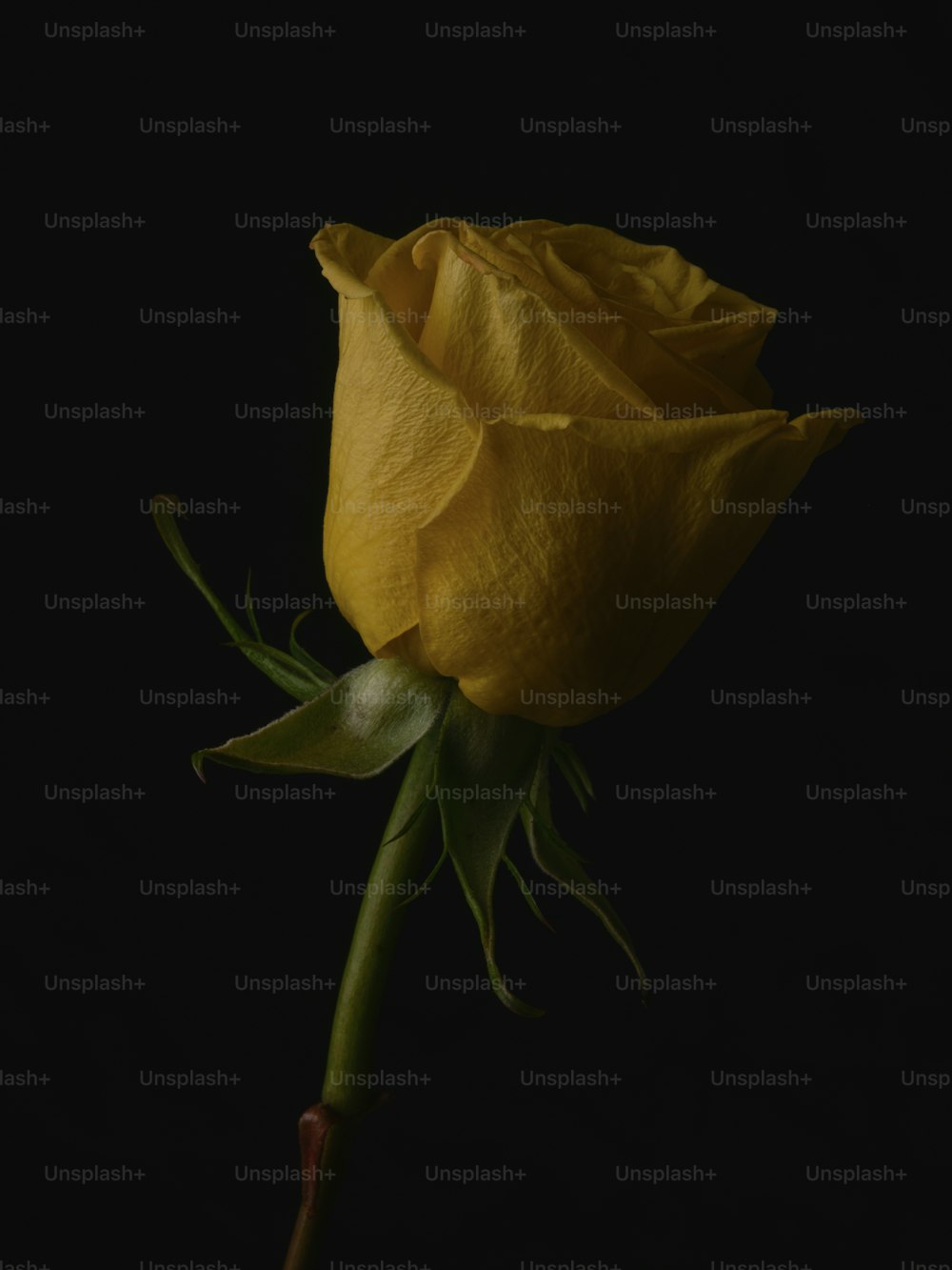 a single yellow rose with a black background