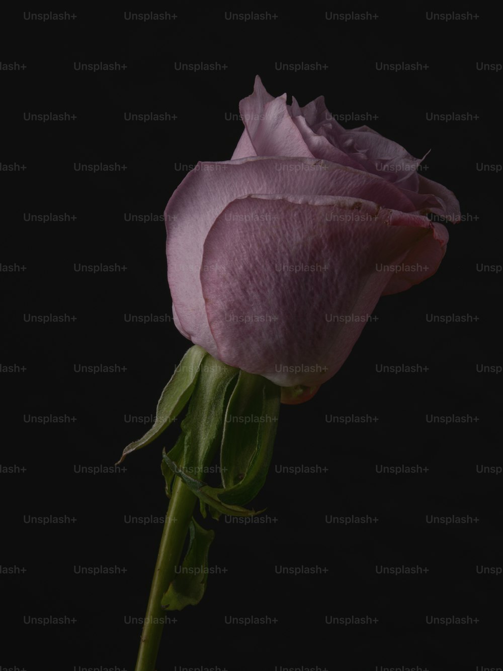 uma única rosa rosa em um fundo preto