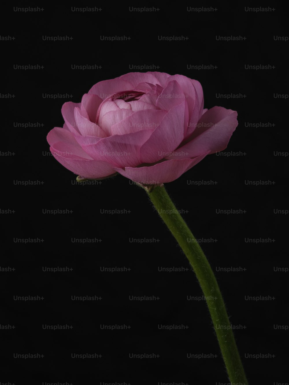 eine einzelne rosa Blume auf schwarzem Hintergrund