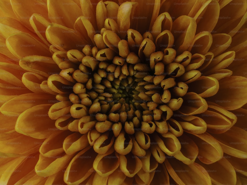 a close up of a large yellow flower