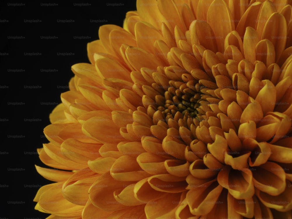 a close up of a yellow flower on a black background