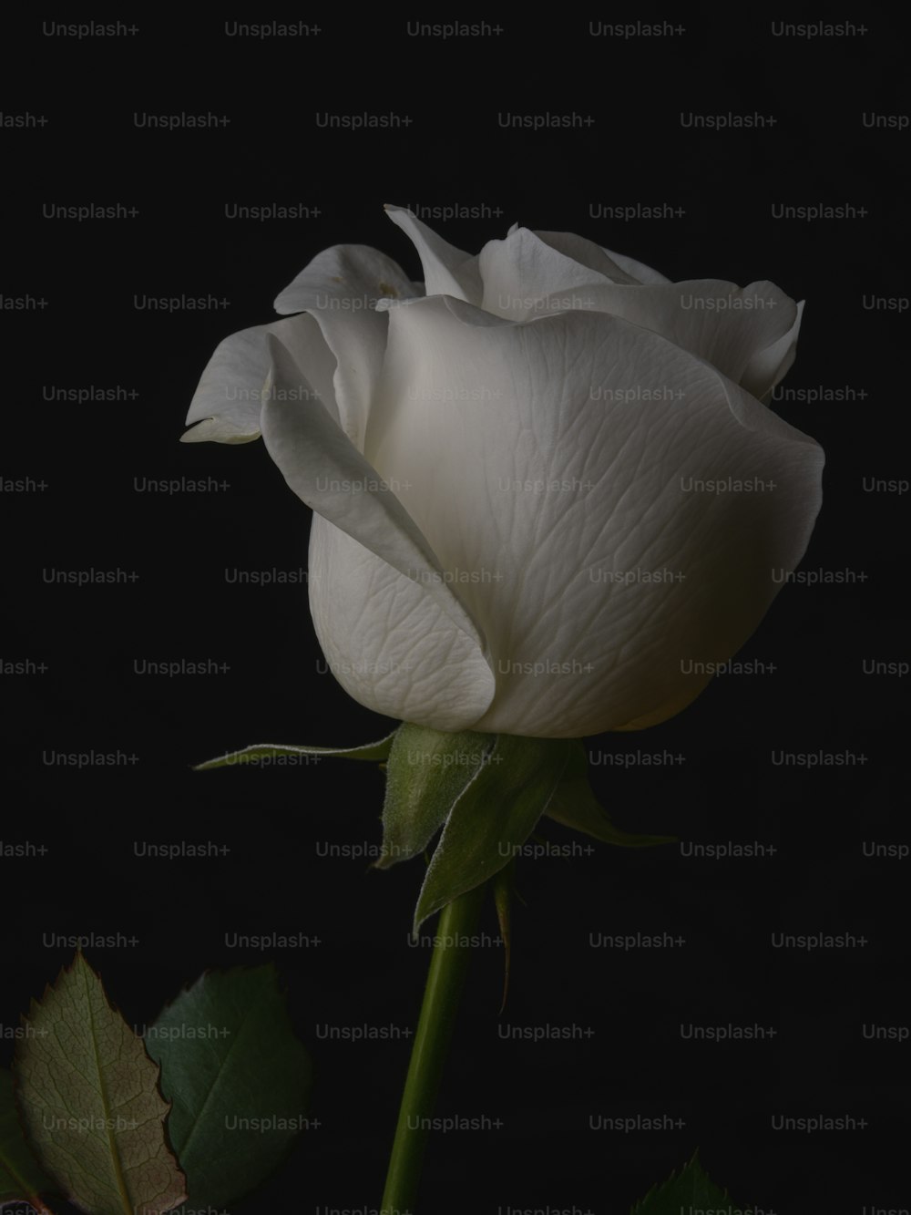 Una rosa blanca con un fondo oscuro