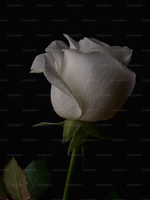 a white rose with a dark background
