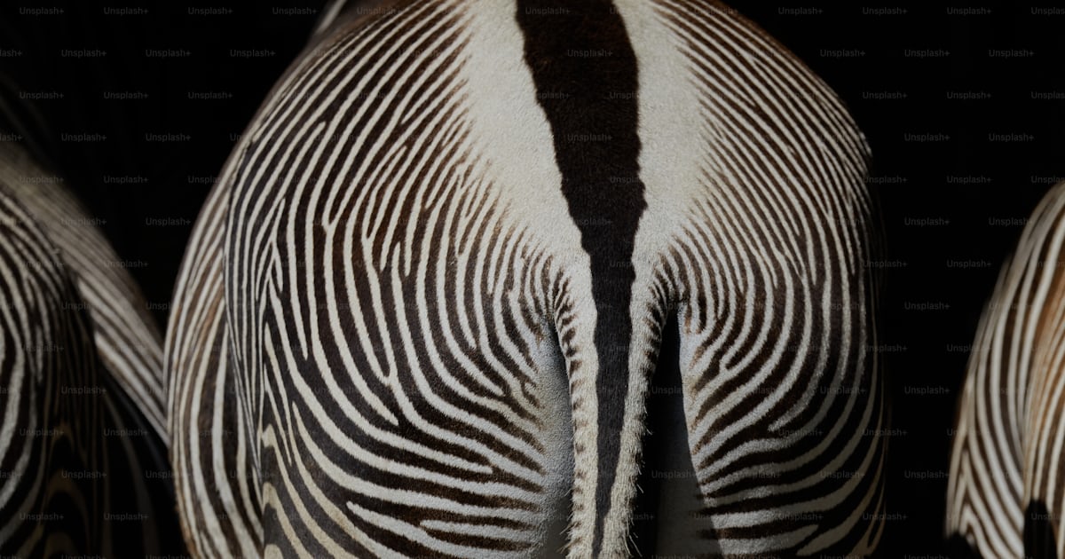 A close up of a zebra's rear end photo – Animals Image on Unsplash