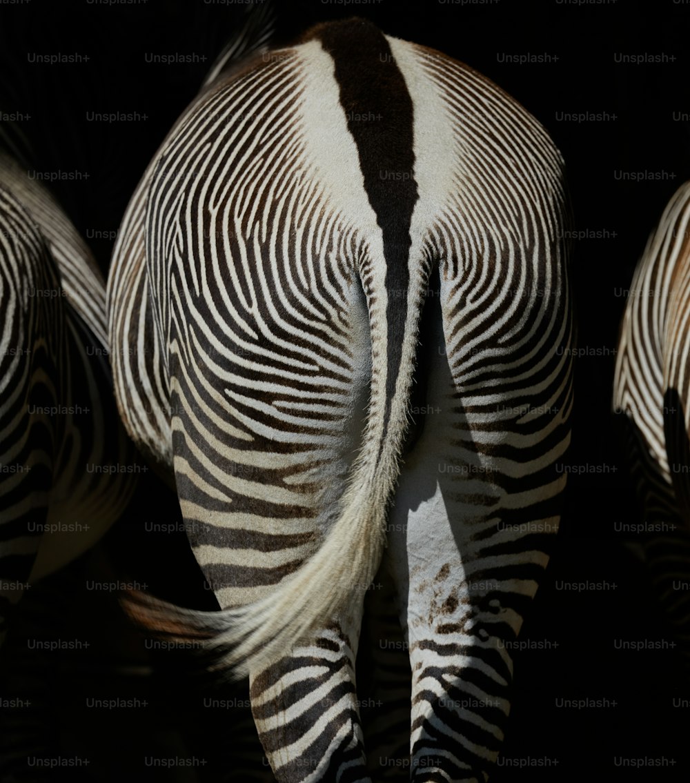 a close up of a zebra's rear end