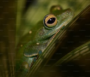 a close up of a frog on a leaf