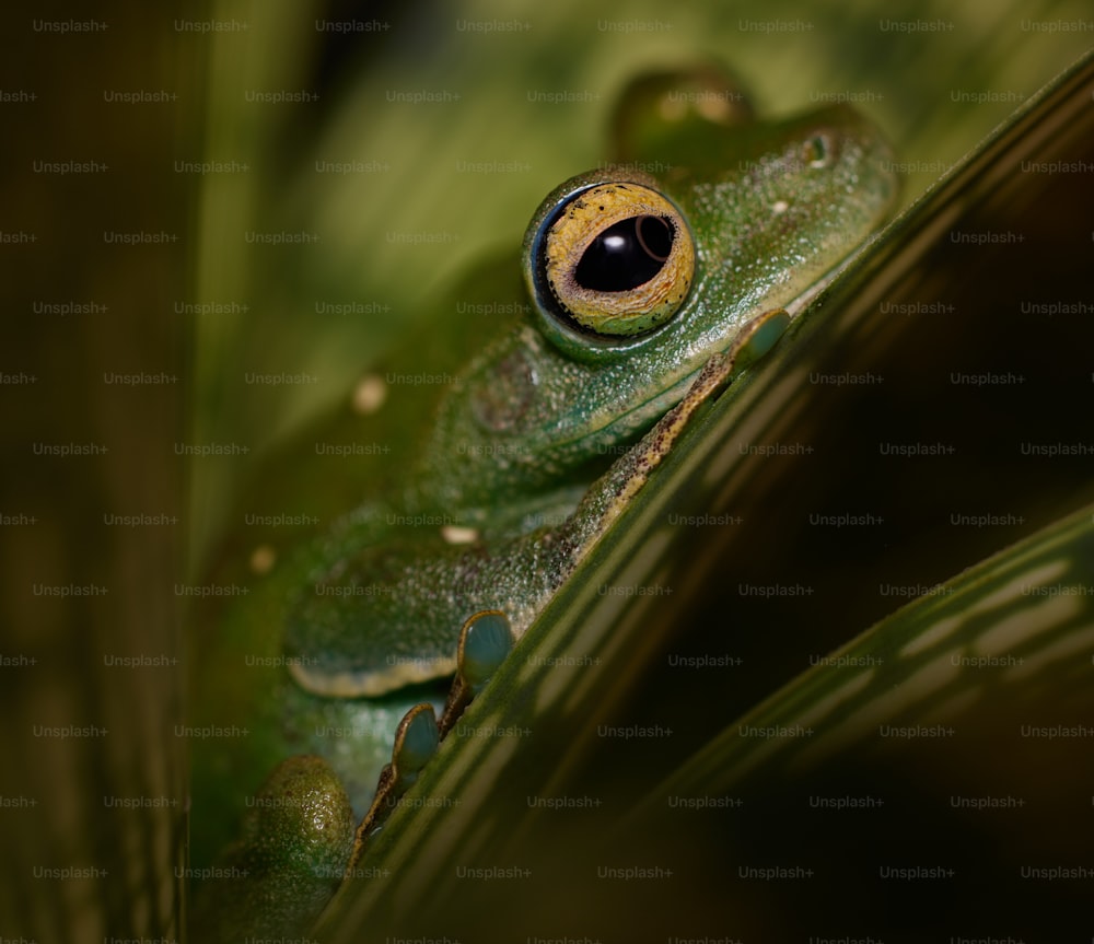 a close up of a frog on a leaf