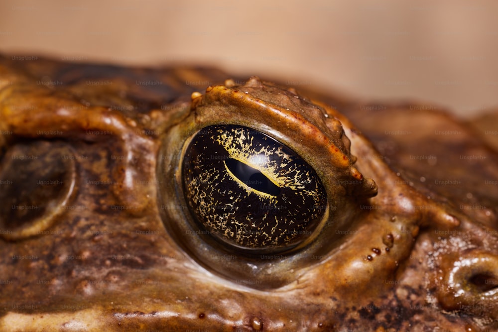 Un gros plan de l’œil d’une grenouille