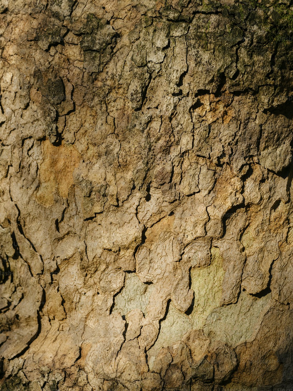 um close up de uma textura de casca de árvore