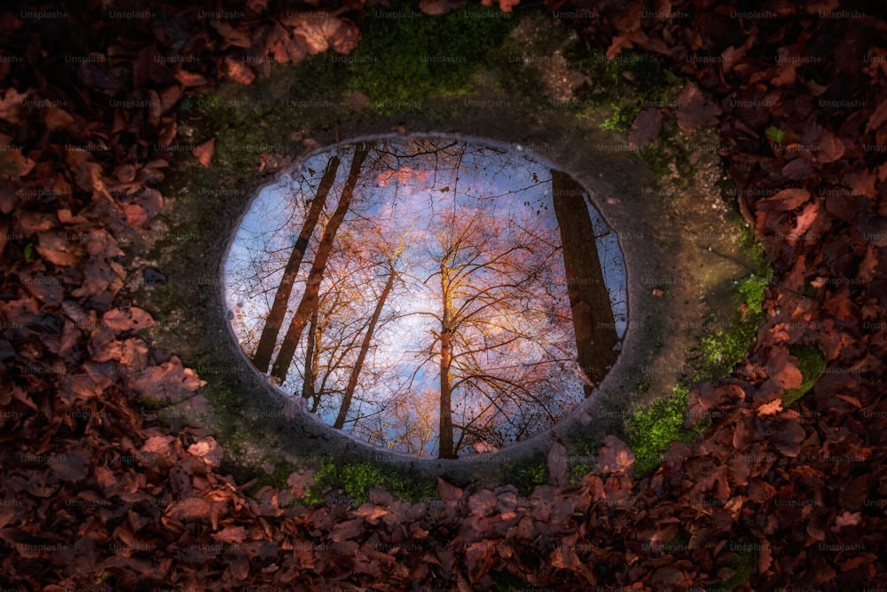 Una imagen circular de árboles en el bosque