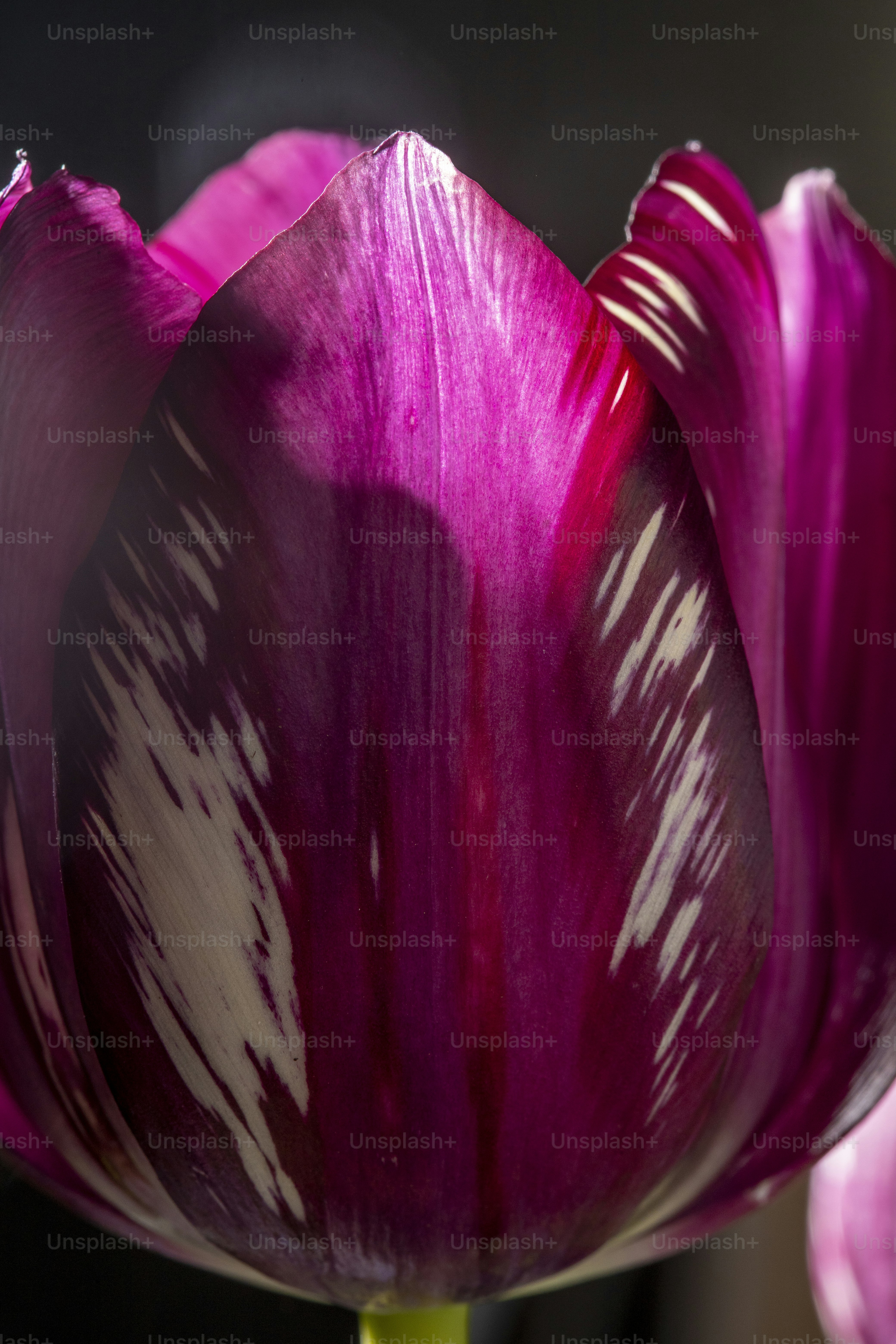 A close up of a purple and white flower photo – Purple rose Image on ...