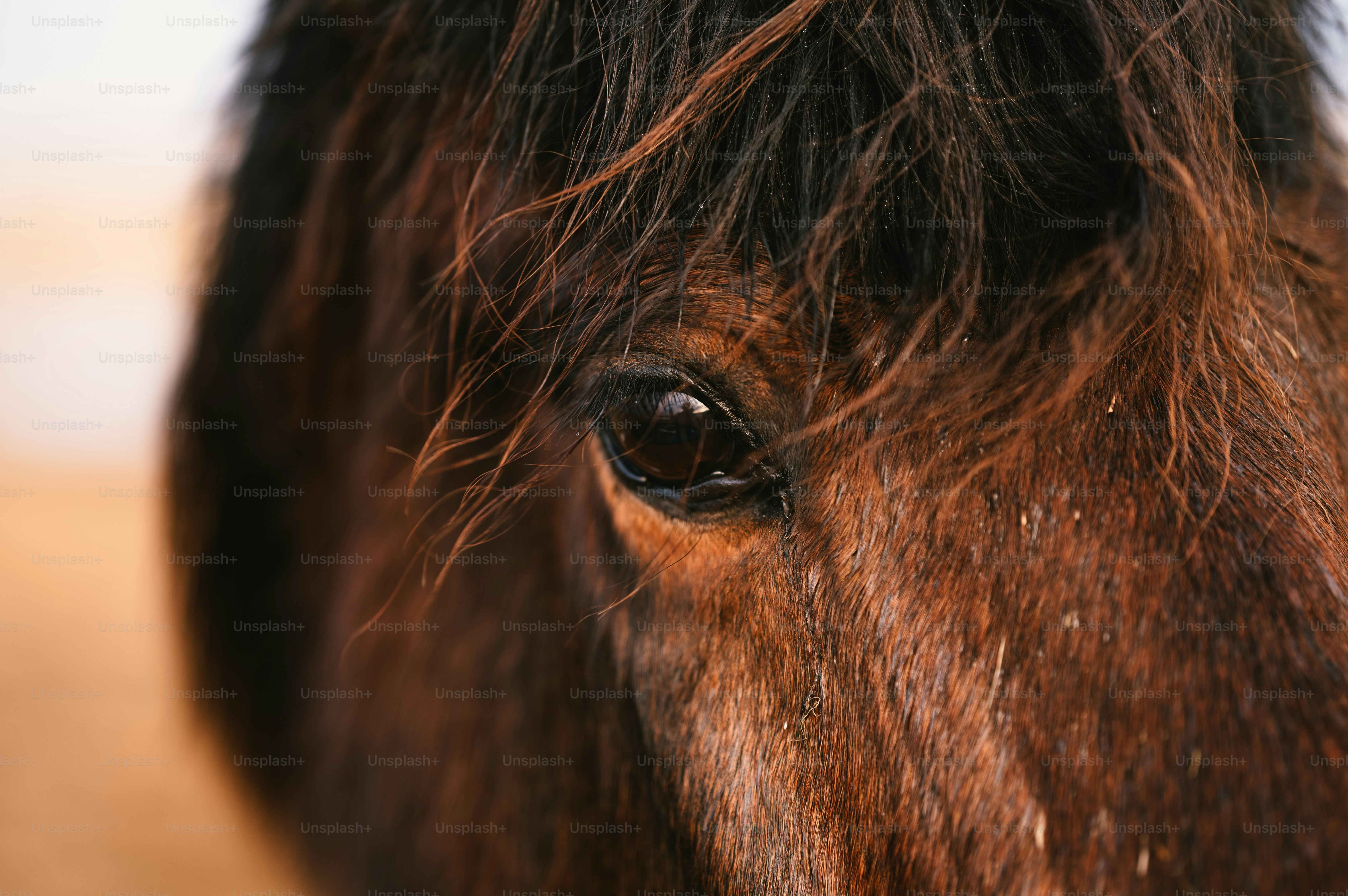 a close up of a brown horse's eye