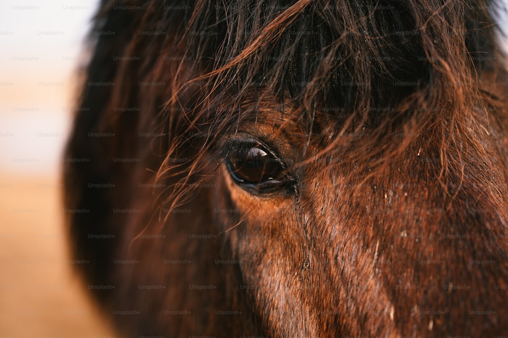 a close up of a brown horse's eye