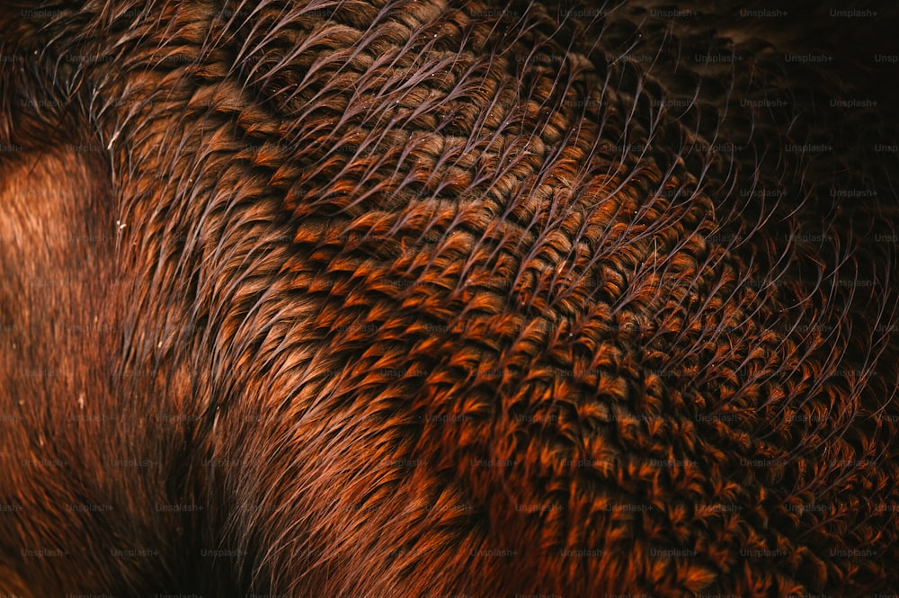 Eine Nahaufnahme der Haut eines Elefanten