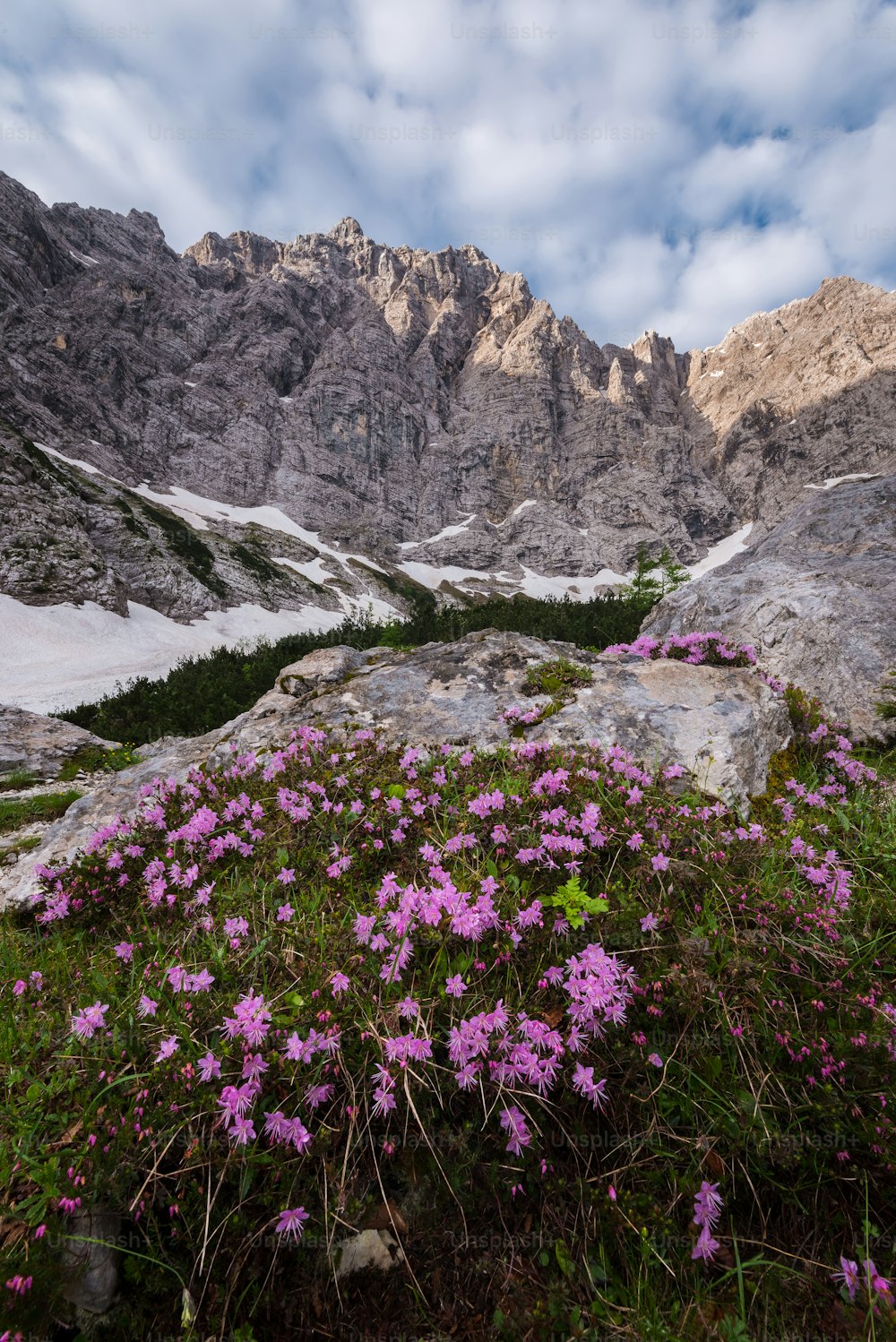 flores roxas que crescem no lado de uma montanha