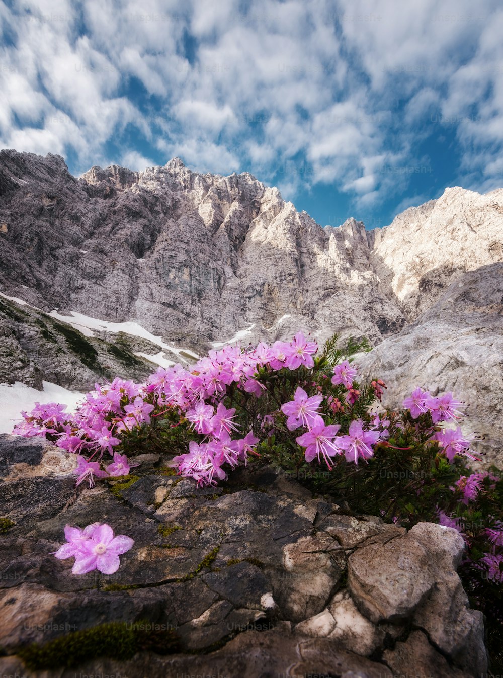 pink flowers growing on a rocky outcropping in the mountains