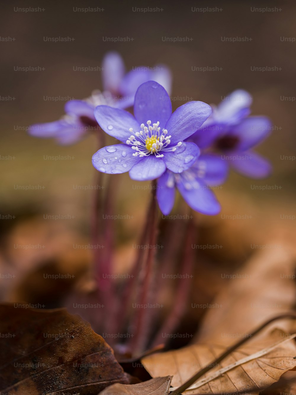 Un primer plano de una flor púrpura en el suelo