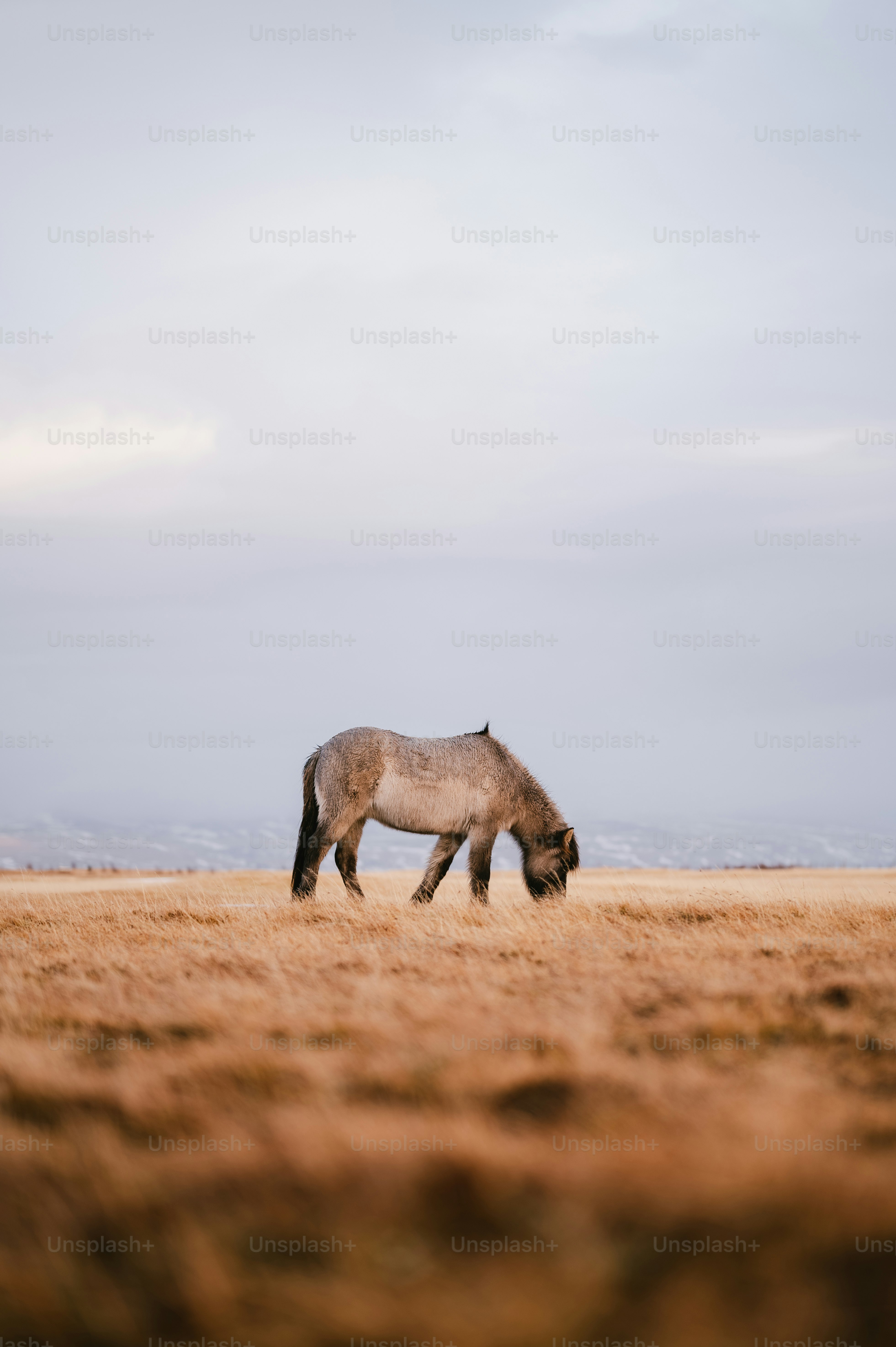 a horse grazing in a field of dry grass