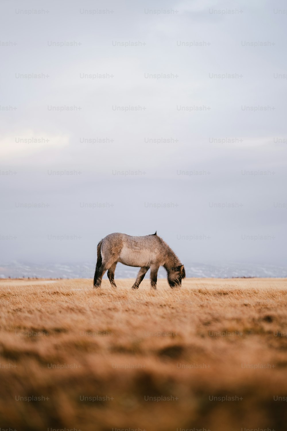 Ein Pferd grast auf einem Feld mit trockenem Gras
