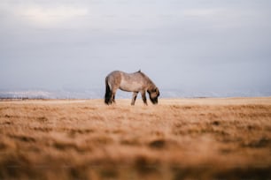 Un cavallo che pascola in un campo di erba secca