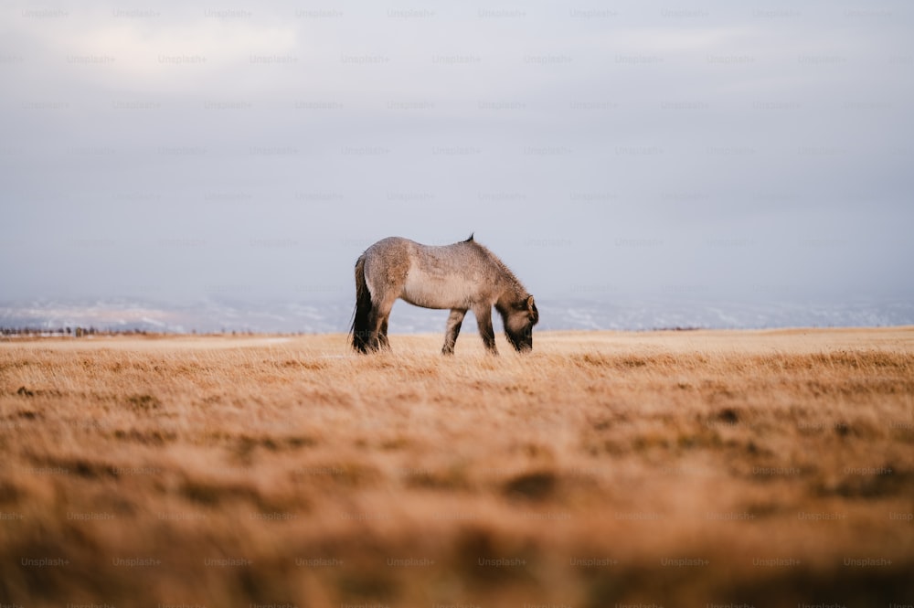 a horse grazing in a field of dry grass
