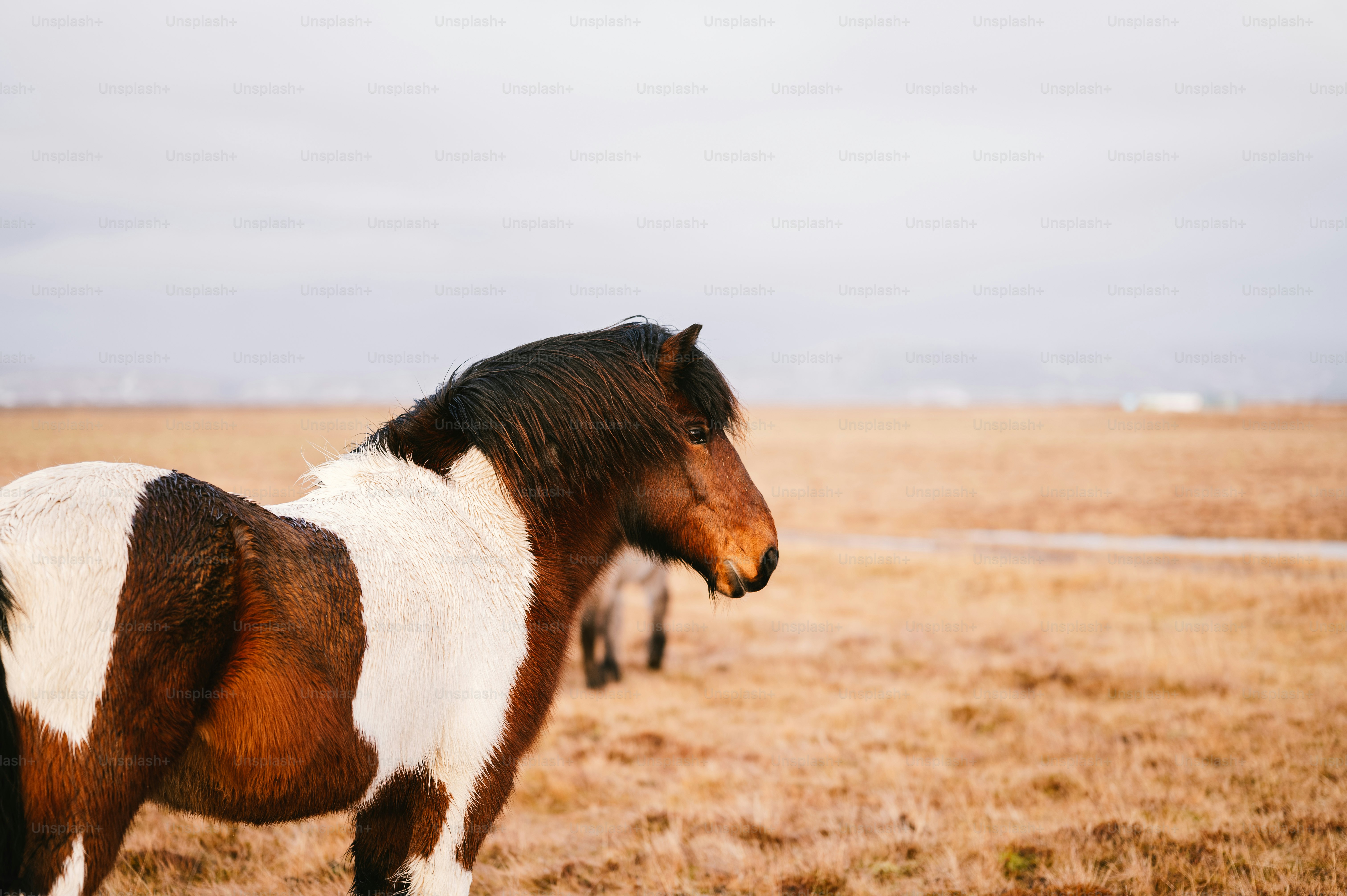 ein braun-weißes Pferd, das auf einem trockenen Grasfeld steht