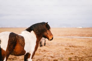 a brown and white horse standing on top of a dry grass field